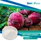 100% Natural Plant Extract Organic Fresh Dried Beet Root Juice Extract